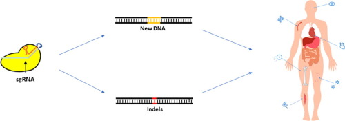 The power and the promise of CRISPR/Cas9 genome editing for clinical  application with gene therapy - ScienceDirect